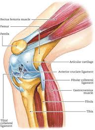 Your Knees Are Among The Strongest Joints In Your Body They Support Your Body Weight While Providing Stability A Gezondheid En Fitness Gezond Lichaamsbeweging