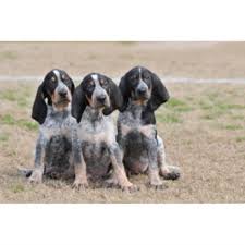 See more of bluetick coonhound puppies on facebook. Evenstar Hounds Bluetick Coonhound Breeder In Ohatchee Alabama