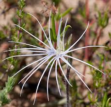 Image result for Holothrix longiflora