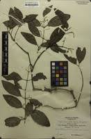 Image result for Hippocratea goetzei