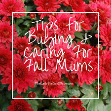 Below are 15 simple ideas, that don't take much time, or money, but will let. 10 Tips For Buying Caring For Fall Mums