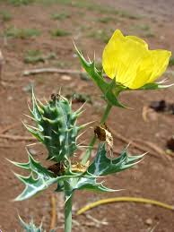 Image result for Argemone