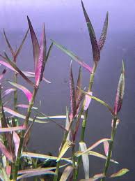 Image result for Murdannia tenuissima