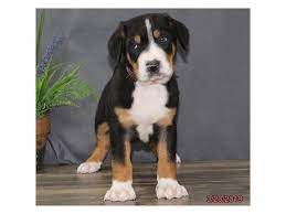 Lancaster puppies advertises puppies for sale in pa, as well as ohio, indiana, new york and other states. Greater Swiss Mountain Dog Dog Male Black White Red 2314233 Petland Carriage Place