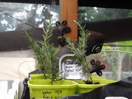 Image result for Leonotis myrothamnifolia