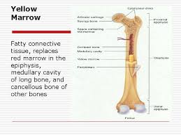 Compare and contrast yellow bone marrow and red bone marrow. Unit 2 Basics Of Human Anatomy And Physiology