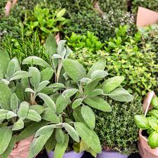 Image result for Peperomia pellucida