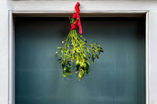 Mistletoe Madness
