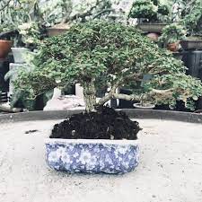 Price Of Bonsai In The Philippines By Mommy Blogger Pehpot