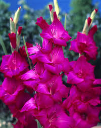 Image result for Gladiolus pretoriensis