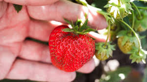 Pentru mai multe informatii capsuni cu ghivece suspendate la bakker.com. Cultura CÄƒpÈ™unului Plantare IntreÈ›inere ProtecÈ›ie EficientÄƒ Basf Agricultural Solutions Romania