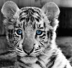 Black And White Baby Tiger Pictures Baby Tiger Blue Eyes Copyright Karen Van Nijkerk Cute Animals Animals Baby White Tiger