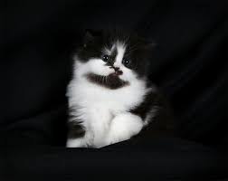 Black And White Persian Cat Black And White Bicolor Teacup Persian Kitten Persian Kittens Pics Of Cute Cats Teacup Cats