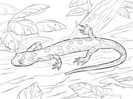Search through 623,989 free printable colorings at getcolorings. Yellow Spotted Salamander Coloring Page Coloring Pages Animal Sketches Salamander