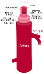 Difference Between Artery And Vein Arteries Arteries And Veins Aortic Stenosis