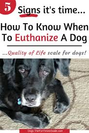 Pin On Dog Health Lifestyle Tips