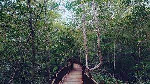 We did not find results for: Siapa Yang Tinggal Di Dalam Hutan Bakau Apa Yang Biasa Dilakukan Kupi Dengan Ayahnya Tribun Padang