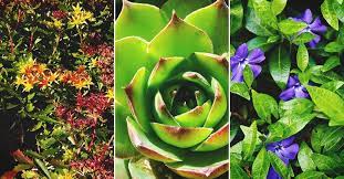 If any one needs some one reliable to mow there grass this year then give me a call. 17 Evergreen Ground Cover Options For Year Round Color In The Garden