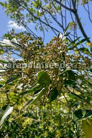 Image result for Polyscias fulva