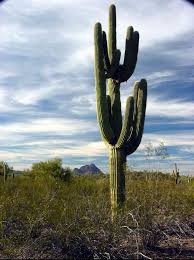 The saguaro (scientific name carnegiea gigantea) is a the growth rate of saguaros is strongly dependent on precipitation; Ironwood Forest