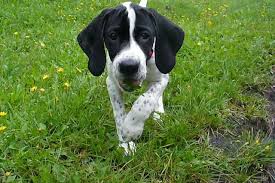 Black And White English Pointer Puppy English Pointer Dog Photo Photo English Pointer Dog Standard English Pointer English Pointer Puppy English Pointer Dog Pointer Dog