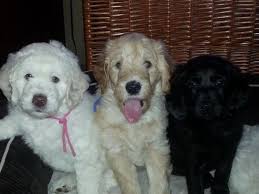 They are currently taking reservations for their fall puppies. Mini Labradoodle Puppies For Sale In Boyd Wisconsin Classified Americanlisted Com