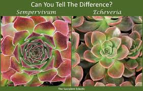Different types of succulents are perfect for these purposes. Identifying Types Of Succulents With Pictures The Succulent Eclectic