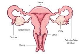 Female Reproductive System Parts Functions Importance And Videos