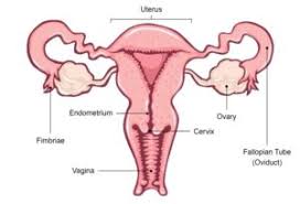 The penis, the male organ of copulation, is partly inside. Female Reproductive System Parts Functions Importance And Videos