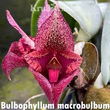 Image result for Bulbophyllum X chikukwa