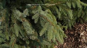 Spruce serbian, bruns weeping quantity. Plantfiles Pictures Picea Bruns Serbian Spruce Bruns Picea Omorika By Daylilyslp
