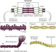 Muscle Cell Myocyte Definition Function Structure Biology Dictionary Human Muscle Anatomy Muscle Cell Human Anatomy And Physiology
