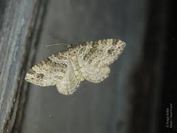 Image result for Mesotype parallelolineata