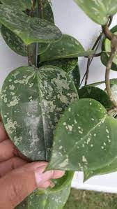 Hoya Parasitica Splash Plants Hoya Plants Plant Leaves