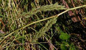 Image result for Indigofera astragalina