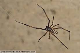 The males are much smaller, do not even look like black widows, and. Young Male Black Widow No Where Near As Deadly As The Female Of This Species Black Widow Spider Animal Pictures Animals