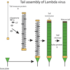 There are five species in this genus. Lambda Phage Replication Cycle Viralzone