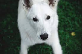 From the very first minute, he met us…in our minds (and to this day….he is perfect). White German Shepherd Temperament Can You Handle It