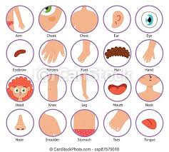 Body parts with pictures_madame saadé. Body Parts Icons In Cartoon Style Collection Of The Human Body Elements Anatomy Set Biology Clipart Set Vector Canstock