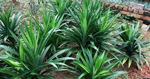 Biasanya daun pandan digunakan untuk menyedapkan kue, kolak, bubur kacang hijau bahkan saat menanak nasi bisa kamu tambahkan daun ini. 6 Tip Cara Tanam Pandan Yang Ramai Orang Tak Tahu Impiana