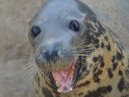 Maybe you would like to learn more about one of these? Unsere Tiere Seehundstation Friedrichskoog