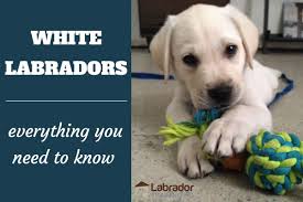 Yellow labs are sweet and playful, which makes them a great companion & a fantastic family pet. White Labradors Everything You Need To Know Labradortraininghq