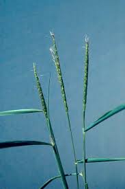 Image result for Ischaemum afrum