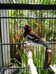 Check spelling or type a new query. Mengapa Burung Anis Kanis Susah Bunyi Baik Itu Anis Kembang Ataupun Anis Merah Atau Anis Bata Tips Dan Bisnis Seputar Burung