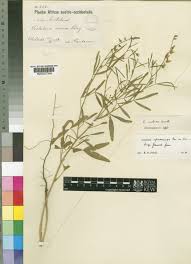 Image result for Crotalaria sphaerocarpa