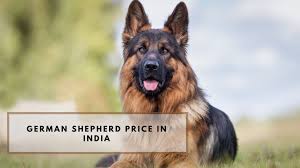 How do you socialize your puppies before they leave? German Shepherd Price In India 2021 Know The Prices In Your City Petriever