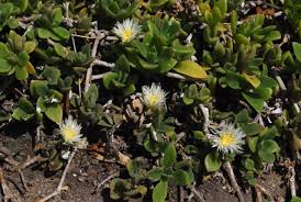 Image result for Delosperma tradescantioides