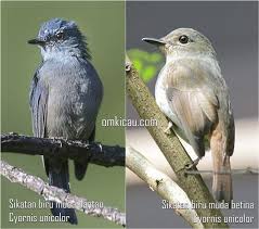 Burung decu atau decu belang bernama latin saxicola caprata, tubuhnya berukuran 13 cm, warnanya hitam campur putih mirip burung kacer. Tledekan Jati Jantan Dan Betina