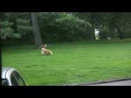 What Does The Voice Of A Fox Sound Like Fox And Dog Playing In Yard Watch And Hear For Yourself June 26 2008 A F Why Do Cats Purr Fox Scream Cat Purr