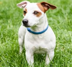 The cause of that itch may be medical. Spotting And Treating Dog Mites Purina